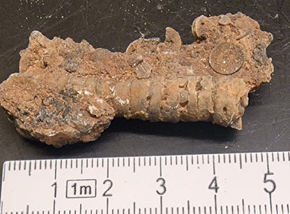 FOSSILE SJØLILJER – CRINOIDER FRA MAROKKO – 12 G