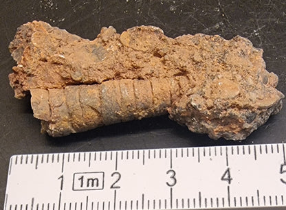 FOSSILE SJØLILJER – CRINOIDER FRA MAROKKO – 12 G