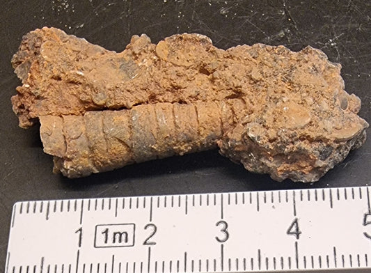 FOSSILE SJØLILJER – CRINOIDER FRA MAROKKO – 12 G