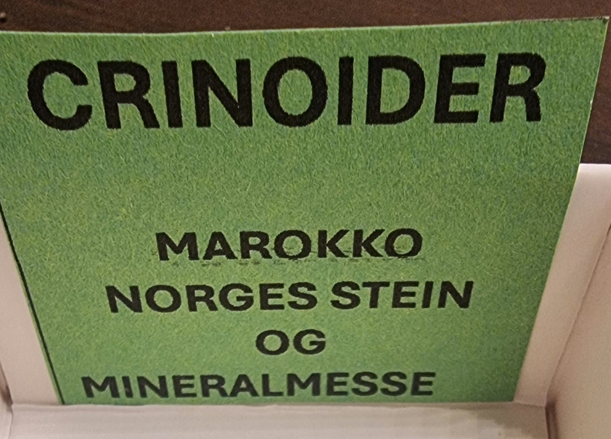 FOSSILE SJØLILJER – CRINOIDER FRA MAROKKO – 12 G