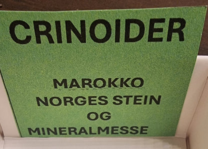 FOSSILE SJØLILJER – CRINOIDER FRA MAROKKO – 12 G