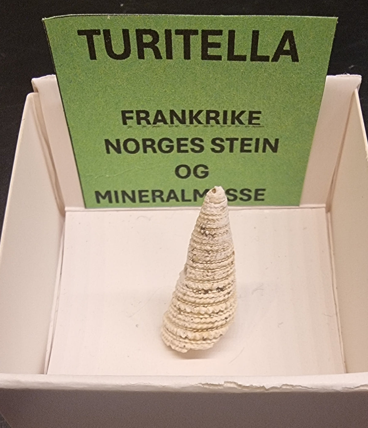 FOSSIL SJØSNEGL – TURRITELLA-TYPE FRA FRANKRIKE