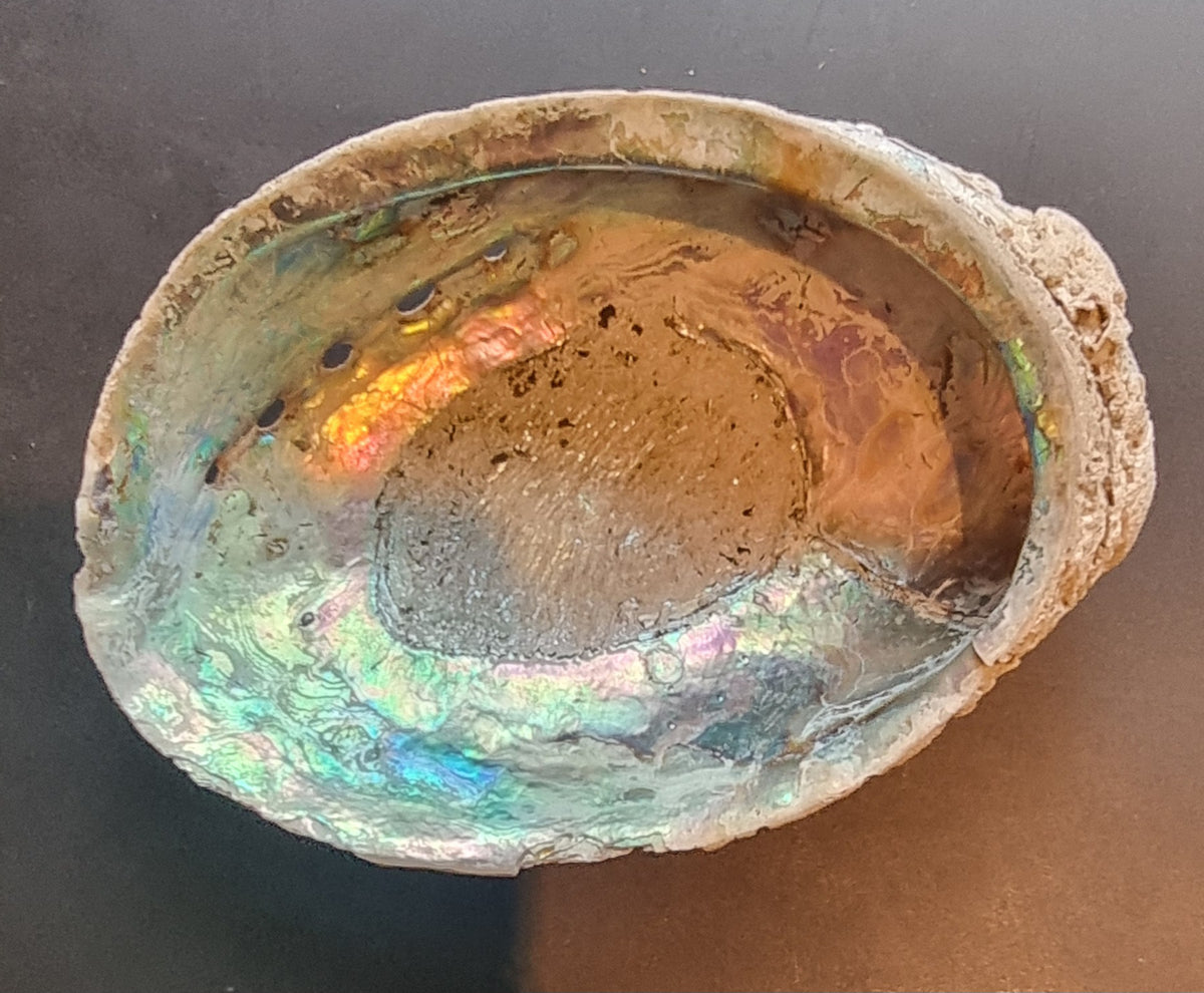 NATURLIG ABALONESKJELL – 11 CM – IRISERENDE PERLEMOR