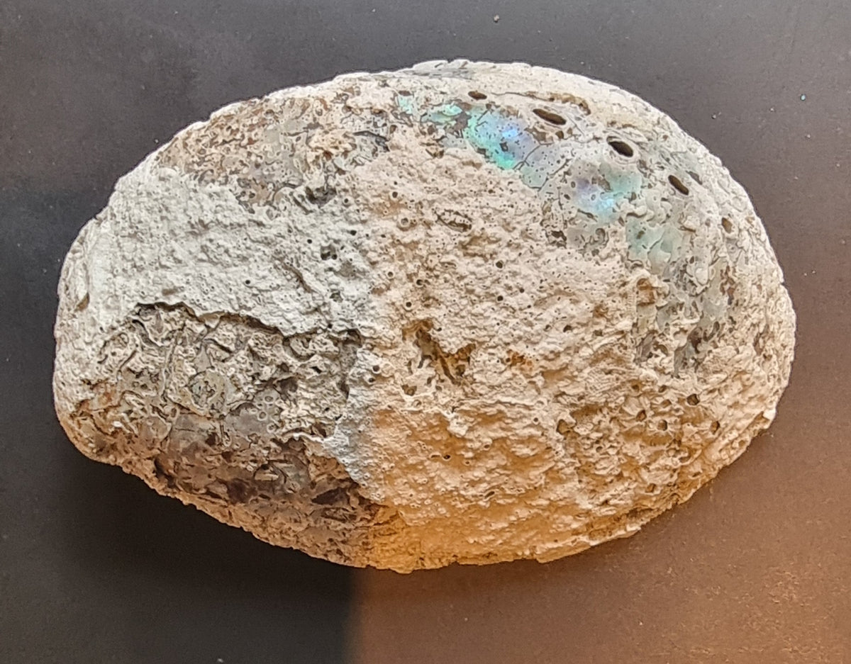 NATURLIG ABALONESKJELL – 11 CM – IRISERENDE PERLEMOR